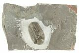 .95" Austerops Trilobite - Jorf, Morocco  - #196959-1